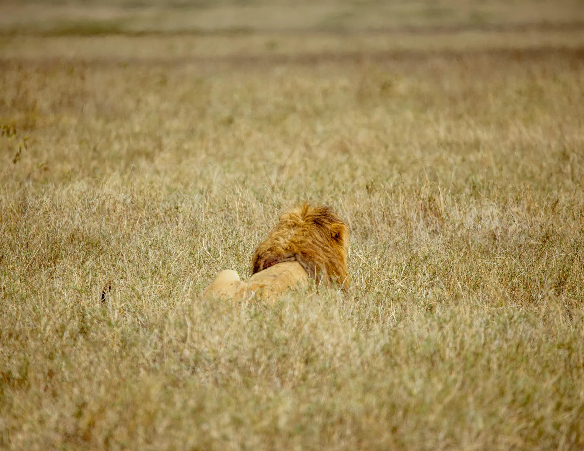 Lion in an East African safari landscape